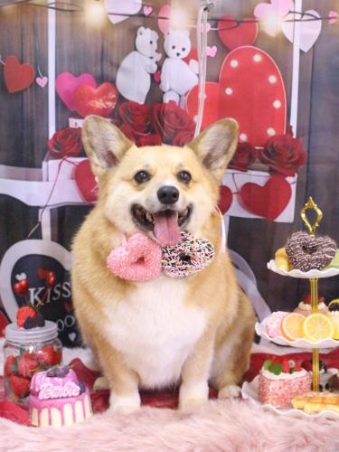 20250223イーブイちゃん